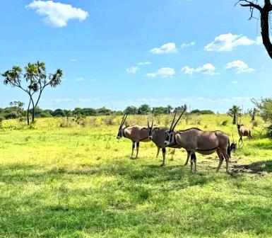 Nguuni Nature Sanctuary(生态公园 / 海洋保护)-非行家旅行-Africa Wild Wander