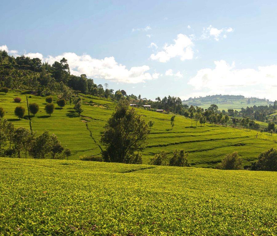 Nandi Hills（南迪丘陵）-非行家旅行-Africa Wild Wander