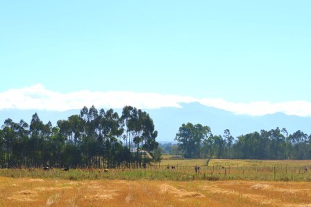 Kinangop Plateau（金南戈普高原）