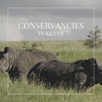 Safari Essentials（国家公园 / 保护区 / Safari）-非行家旅行-Africa Wild Wander