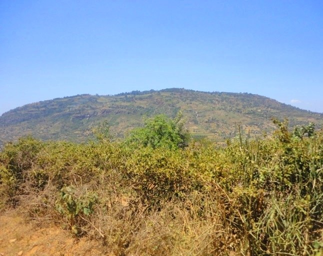 Iveti Hills Forest（伊韦蒂山森林）