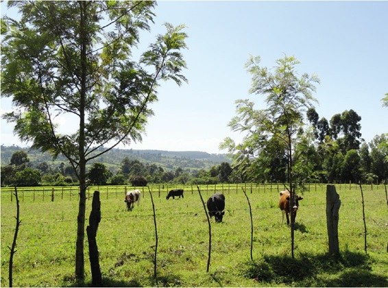Kaptumo I Kipture Forts(历史与文化遗产)-非行家旅行-Africa Wild Wander