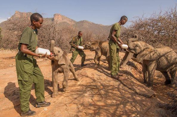 肯尼亚 Safari 传统与旅游遗产-非行家旅行-Africa Wild Wander