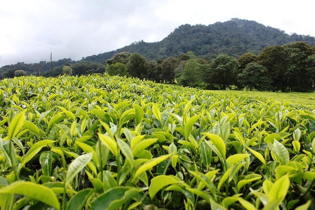 Mudete Tea Factory（穆德特茶厂）-非行家旅行-Africa Wild Wander