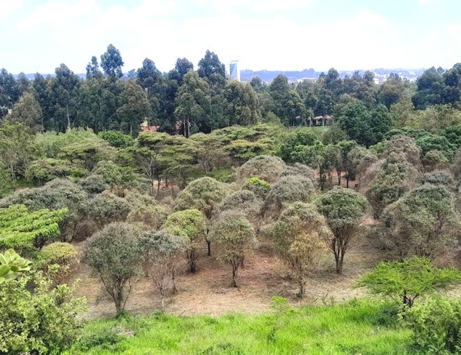 Eldoret Arboretum（埃尔多雷特树木园）-非行家旅行-Africa Wild Wander