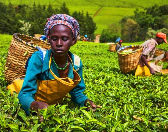 Finlays Tea Factory（茶业 / 农业产业）-非行家旅行-Africa Wild Wander