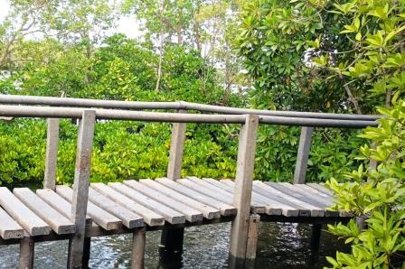 Gazi Women Mangrove Boardwalk（加齐女性红树林栈道）-非行家旅行-Africa Wild Wander