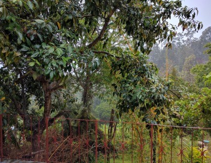 Taita Research Station（泰塔研究站）-非行家旅行-Africa Wild Wander