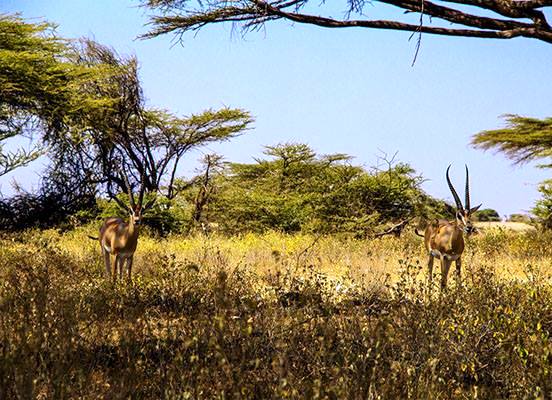 Malka Cultural Village（国家公园 / 保护区 / Safari）-非行家旅行-Africa Wild Wander