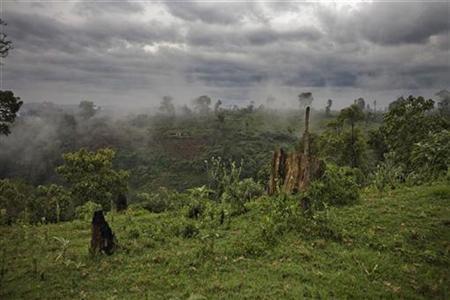 Trans Mara Forest（自然景观 / 徒步）-非行家旅行-Africa Wild Wander