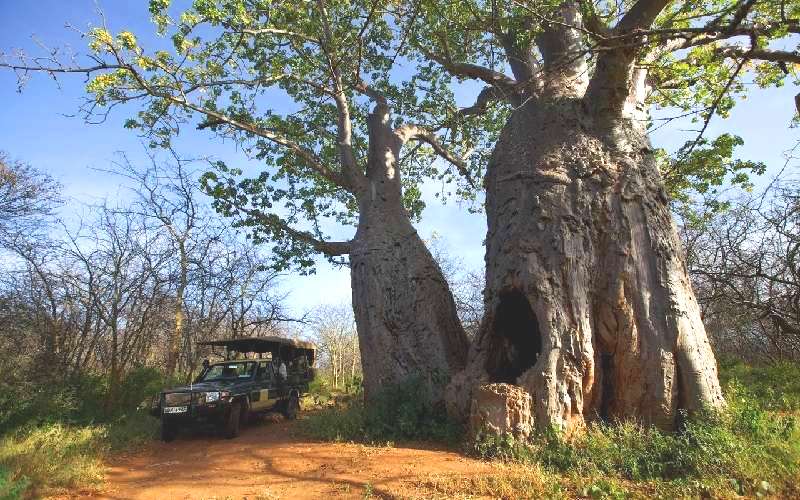 Twin Baobab Trees（Meru National Park / Safari）-非行家旅行-Africa Wild Wander