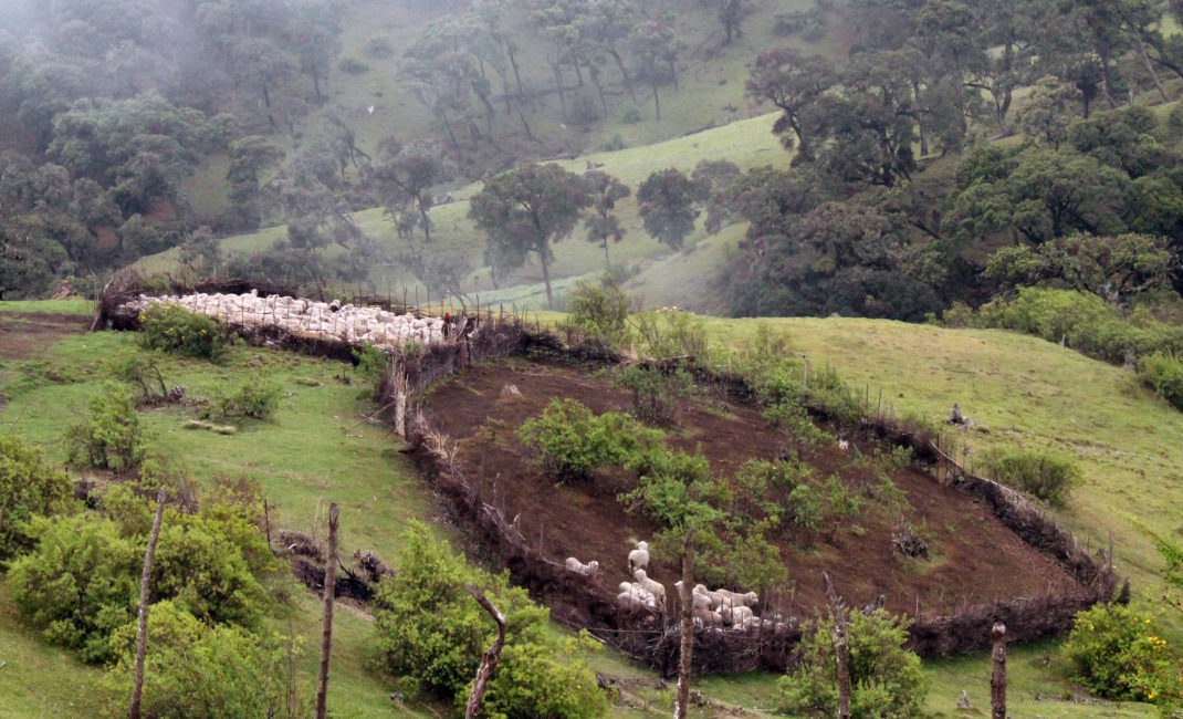 Embobut Forest(自然景观 / 徒步)-非行家旅行-Africa Wild Wander