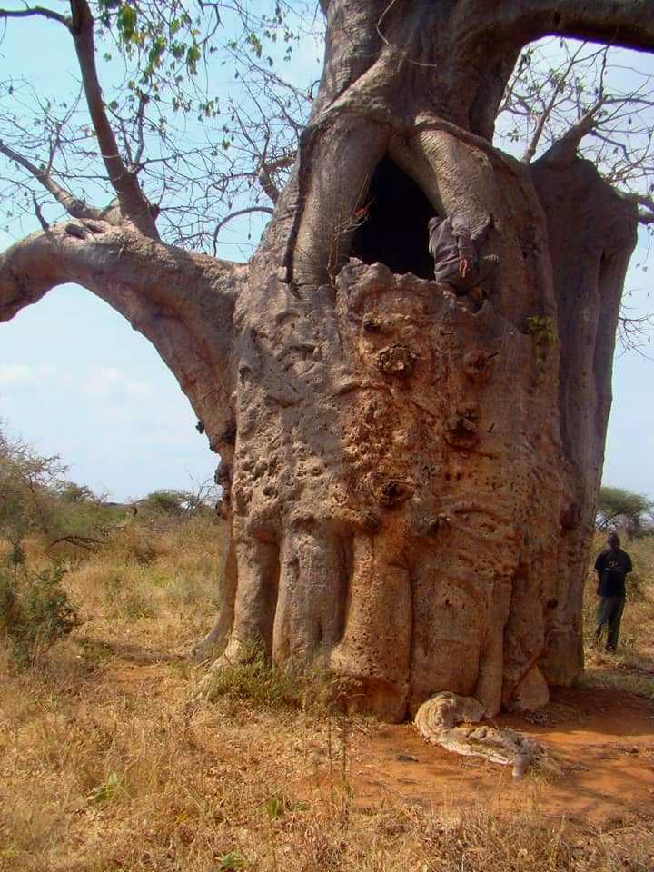 The Sniper Tree（一战遗址 / 纪念地）-非行家旅行-Africa Wild Wander