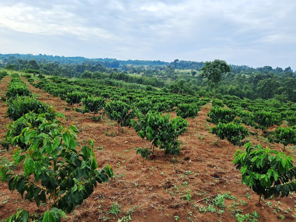 Nyamiencho Coffee Farm（尼亚缅乔咖啡农场）-非行家旅行-Africa Wild Wander