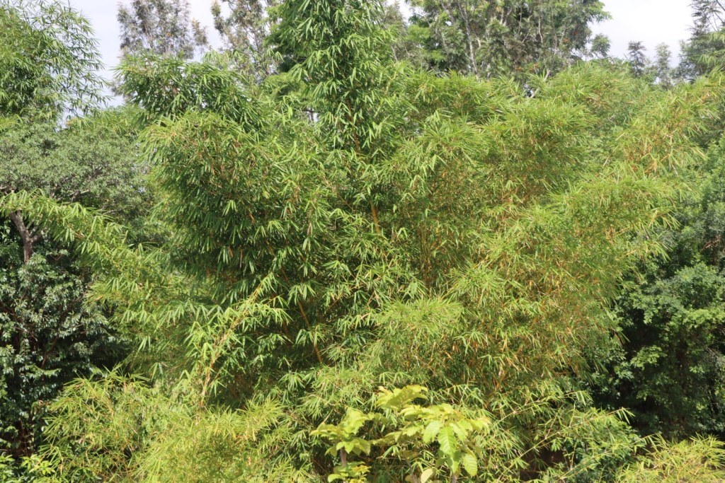 Budalang'i Forest（自然景观 / 徒步）-非行家旅行-Africa Wild Wander