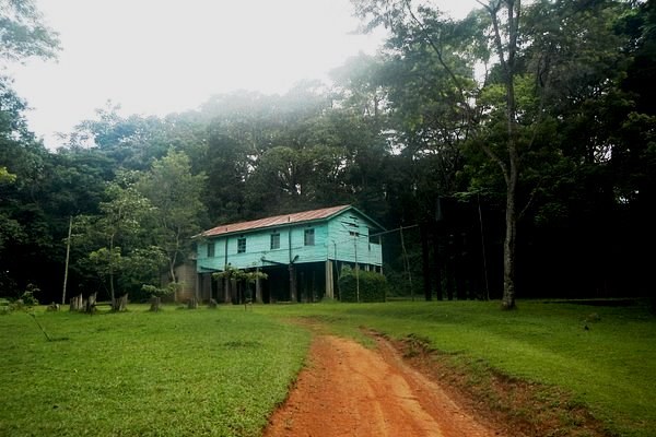 Kaimosi Forest(凯莫西森林)-非行家旅行-Africa Wild Wander