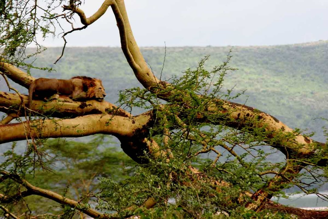 Ewaso Lions（埃瓦索狮子保护项目）-非行家旅行-Africa Wild Wander