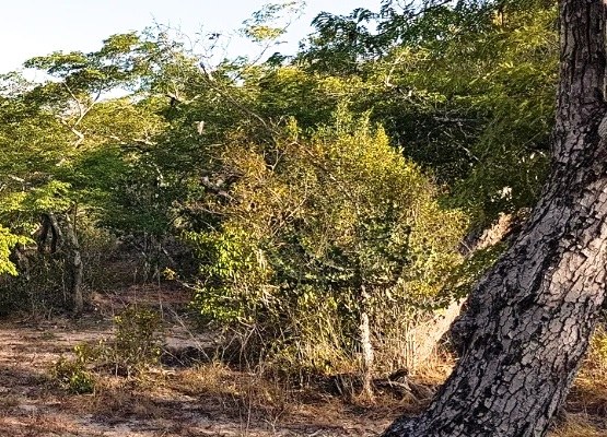 Dakatcha Woodland（水系 / 湖泊 / 海岸）-非行家旅行-Africa Wild Wander