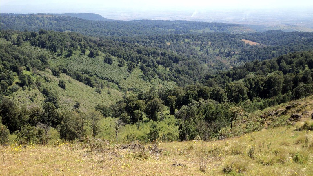 Chepkitale Forest（历史遗产 / 博物馆）-非行家旅行-Africa Wild Wander