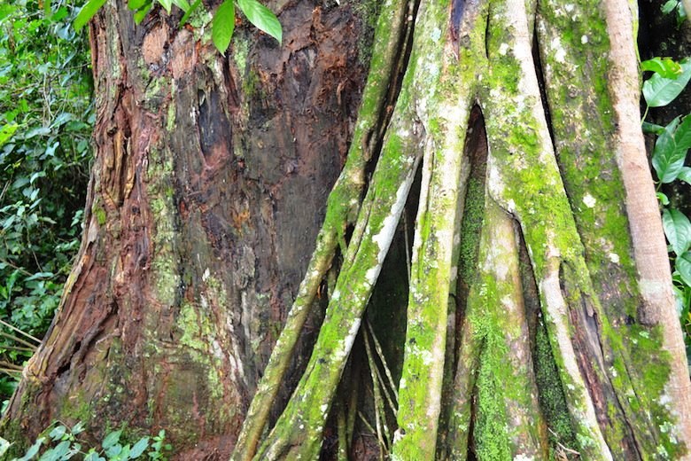 Nganyi Forest(恩甘伊森林)-非行家旅行-Africa Wild Wander