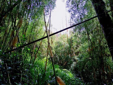 Aberdare Forest（阿伯德尔森林）-非行家旅行-Africa Wild Wander