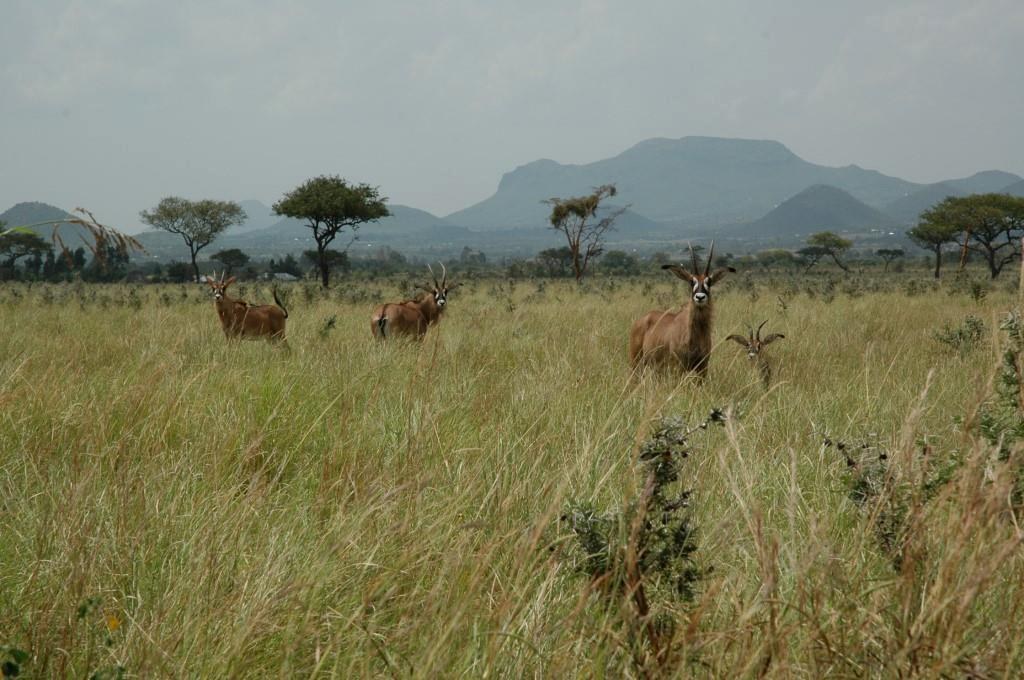 Oribi Guest House（水系 / 湖泊 / 海岸）-非行家旅行-Africa Wild Wander