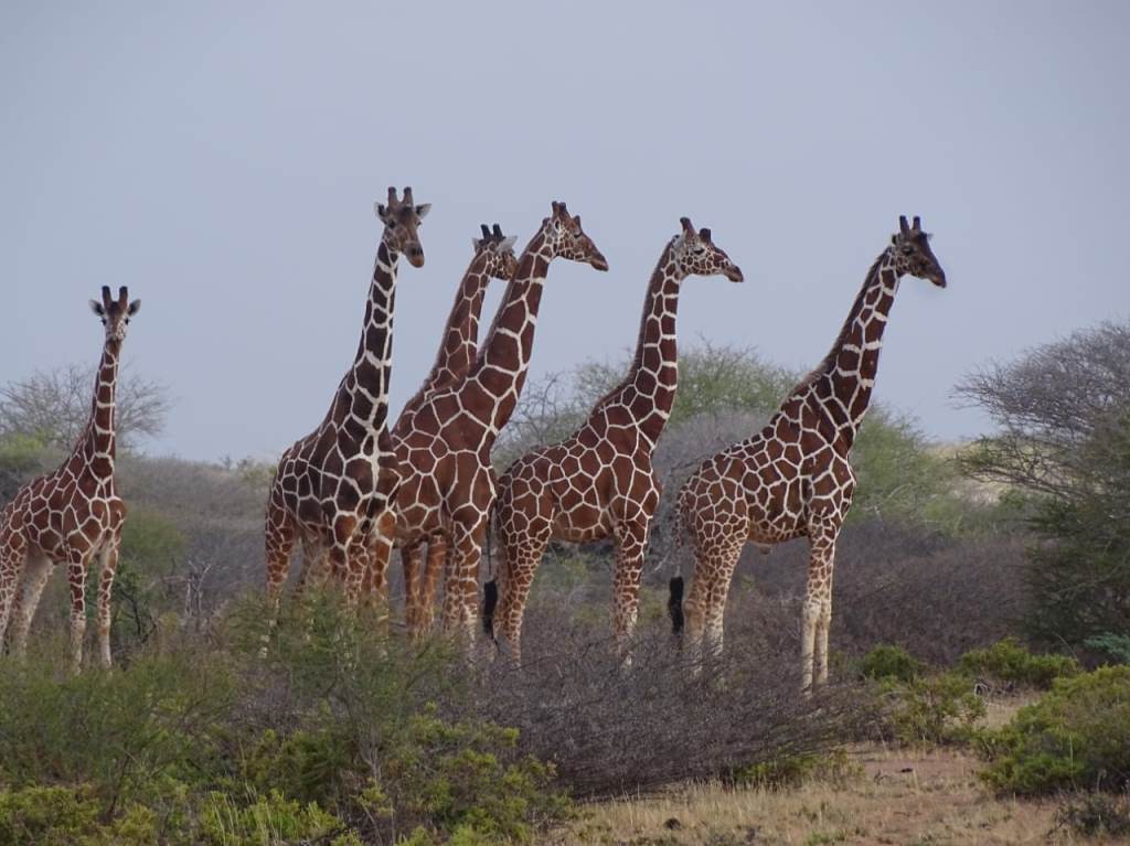 Bura East Conservancy（水系 / 湖泊 / 海岸）-非行家旅行-Africa Wild Wander
