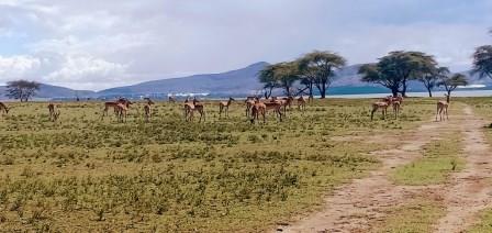 Mount Longonot National Park, Crescent Island Game Sanctuary, Hell's Gate National Park, L. Nakuru National Park, Bonjoge National Reserve（水系 / 湖泊 / 海岸）-非行家旅行-Africa Wild Wander