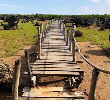 Wasini Island Boardwalk（瓦西尼岛红树林与珊瑚花园栈道）-非行家旅行-Africa Wild Wander