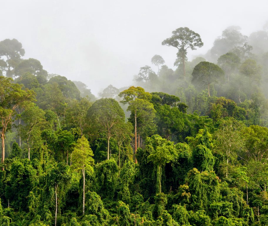 Witu Forest Reserve（保护区 / 海岸生态）-非行家旅行-Africa Wild Wander