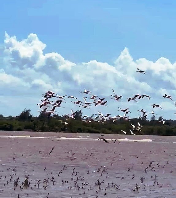 Sabaki River Delta（水系 / 湖泊 / 海岸）-非行家旅行-Africa Wild Wander