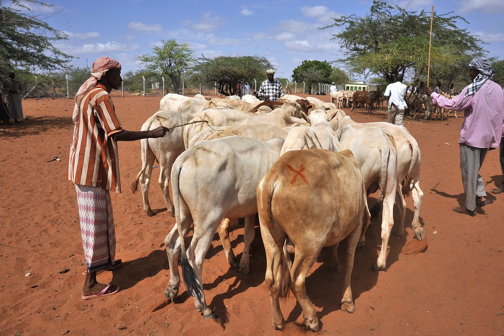 Wajir Livestock Market（县域目的地 / 专题资料）