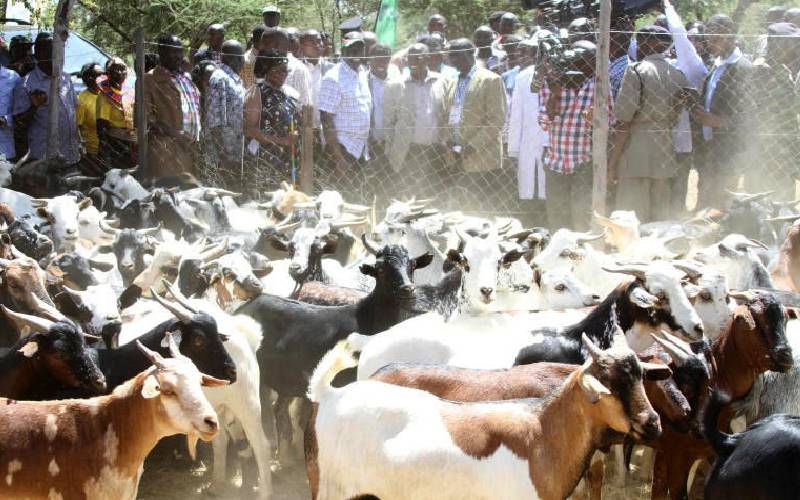 Kimalel Goat Auction-非行家旅行-Africa Wild Wander