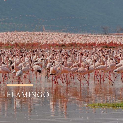 Festival Calendar（文化活动 / 创作体验）-非行家旅行-Africa Wild Wander