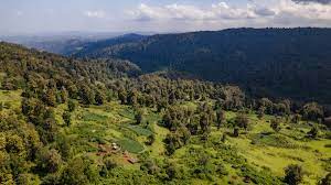 Chepkitale Forest（历史遗产 / 博物馆）-非行家旅行-Africa Wild Wander