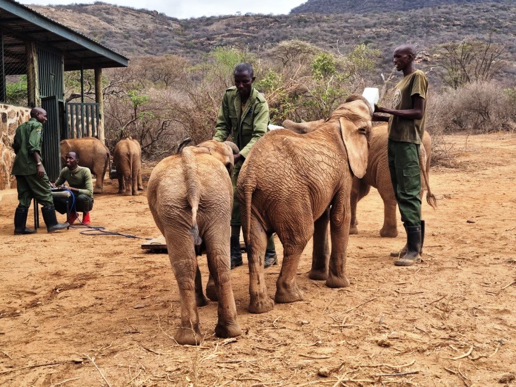 Reteti Elephant Sanctuary（雷特提大象保护中心）-非行家旅行-Africa Wild Wander
