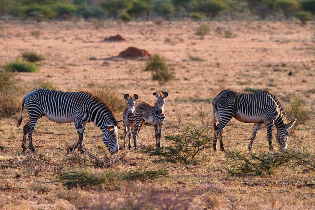 El Barta Plains（山地 / 高原 / 荒漠地貌）-非行家旅行-Africa Wild Wander