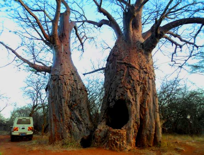 Twin Baobab Trees（Meru National Park / Safari）-非行家旅行-Africa Wild Wander