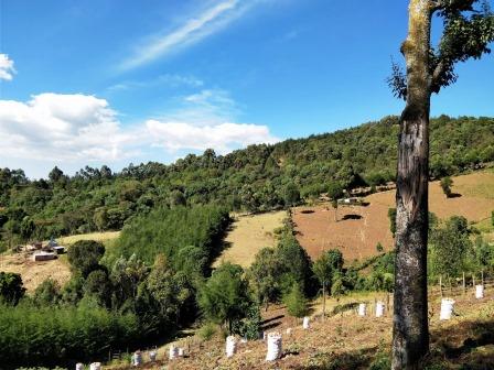Kapcherop Forest（卡普切罗普森林）-非行家旅行-Africa Wild Wander