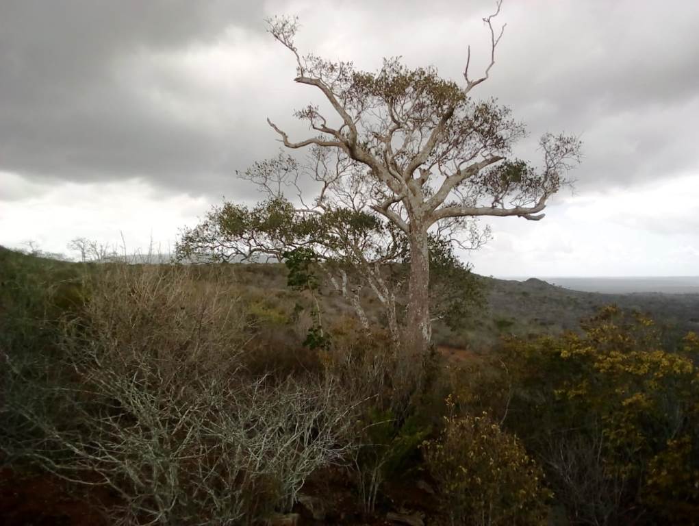 Mwangea Hill Forest（自然景观 / 徒步）-非行家旅行-Africa Wild Wander