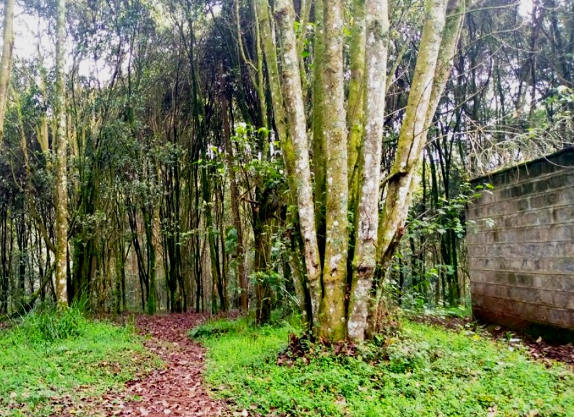 Kamuruana Hill(卡穆鲁阿纳山)-非行家旅行-Africa Wild Wander