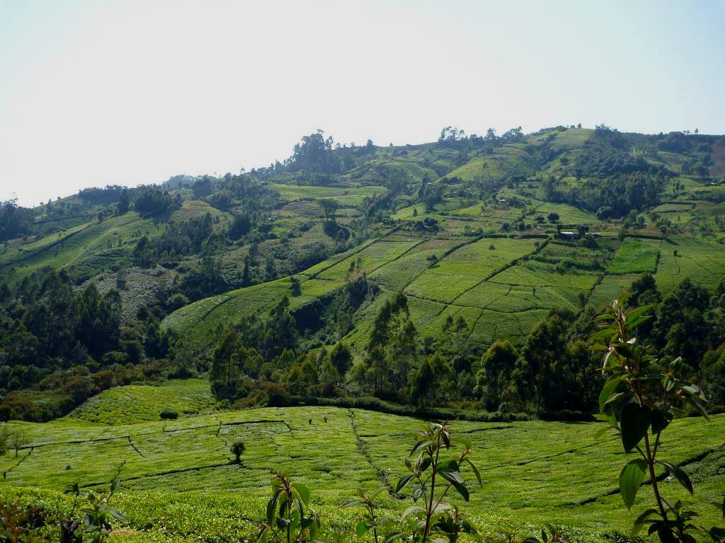 Karuri wa Gakure(卡鲁里瓦加库雷)-非行家旅行-Africa Wild Wander