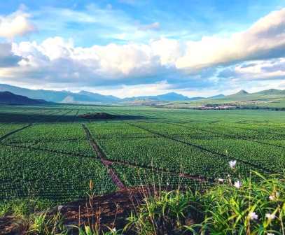 Teita Sisal Estate（农业 / 庄园）-非行家旅行-Africa Wild Wander