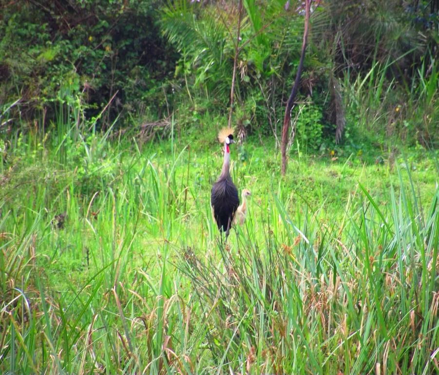 Kingwal Swamp（金瓦尔湿地）-非行家旅行-Africa Wild Wander