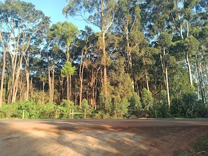 Giant Meru Oak（巨型梅鲁橡树）-非行家旅行-Africa Wild Wander