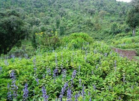 Mount Kipipiri（基皮皮里山）-非行家旅行-Africa Wild Wander