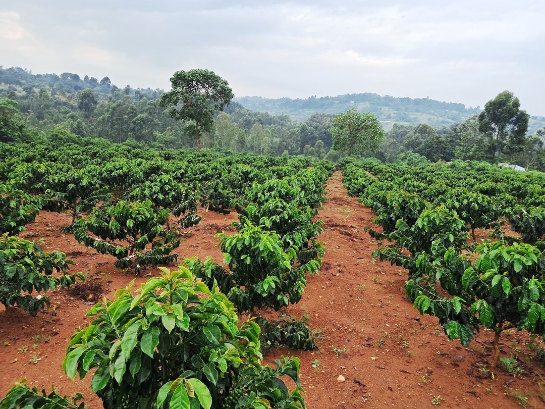 Nyamiencho Coffee Farm（尼亚缅乔咖啡农场）-非行家旅行-Africa Wild Wander