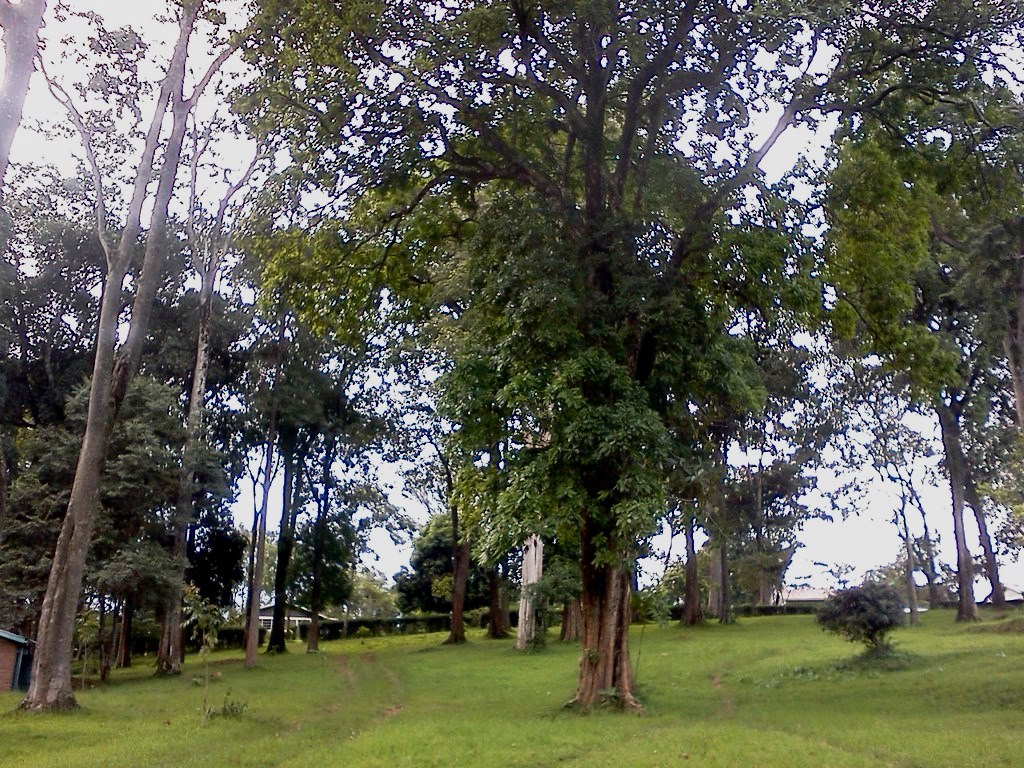 Kaimosi Forest(凯莫西森林)-非行家旅行-Africa Wild Wander
