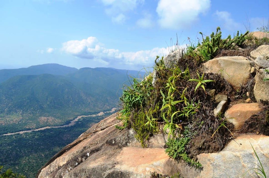 Kirisia Forest（山地 / 高原 / 荒漠地貌）-非行家旅行-Africa Wild Wander