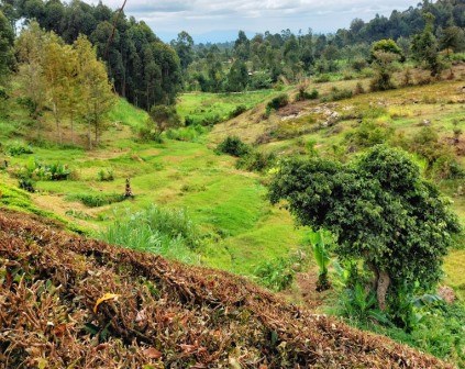 Tharu Springs（地貌 / 瀑布 / 泉水）-非行家旅行-Africa Wild Wander